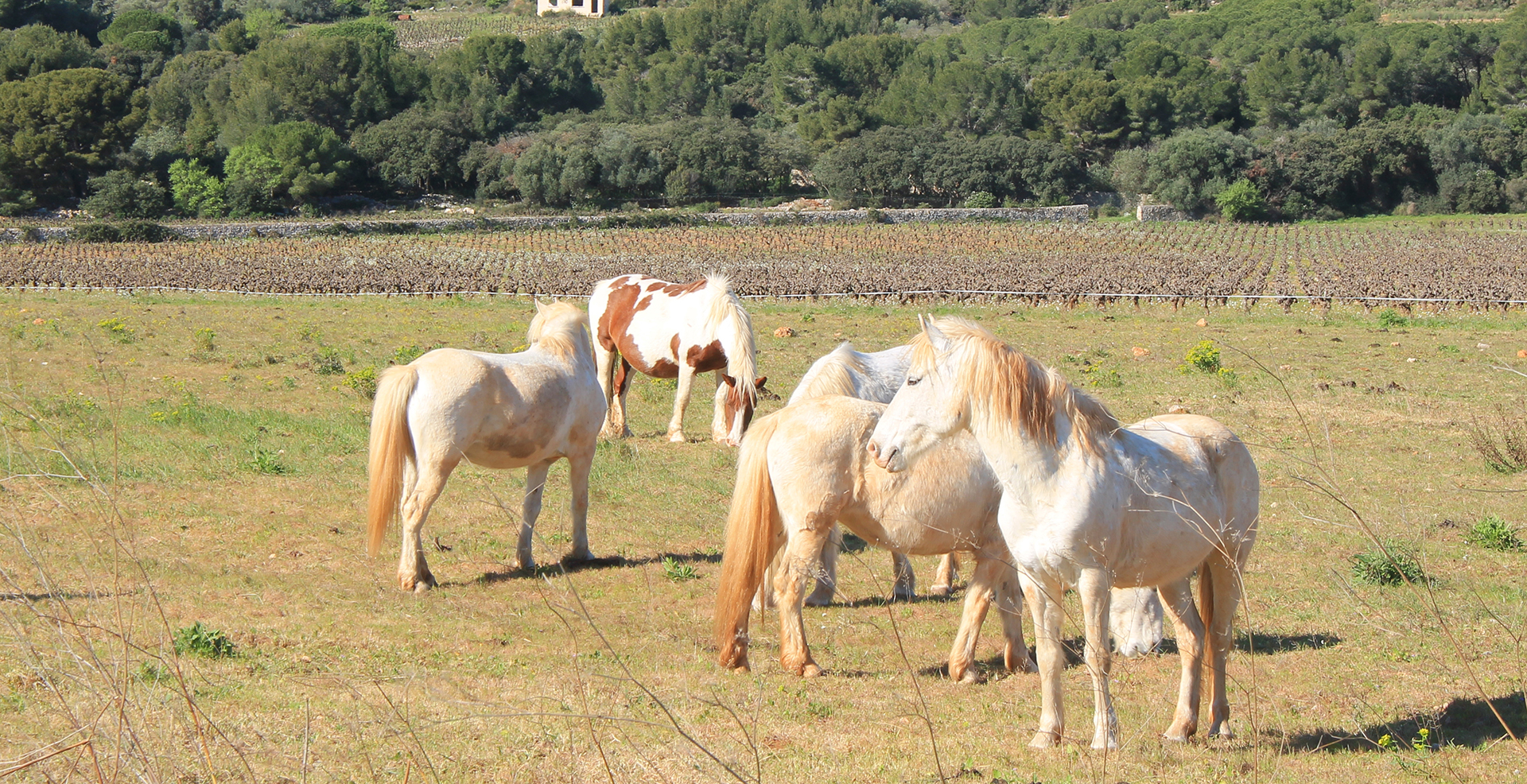 Camargue horses in Frontignan, France, a seaside resort in Herault, Occitanie, France