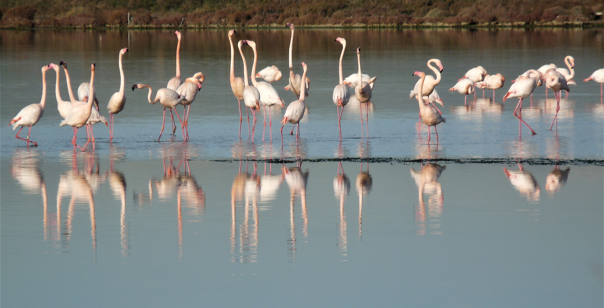 pink flamingos near palavas les flots flots occitanie  france