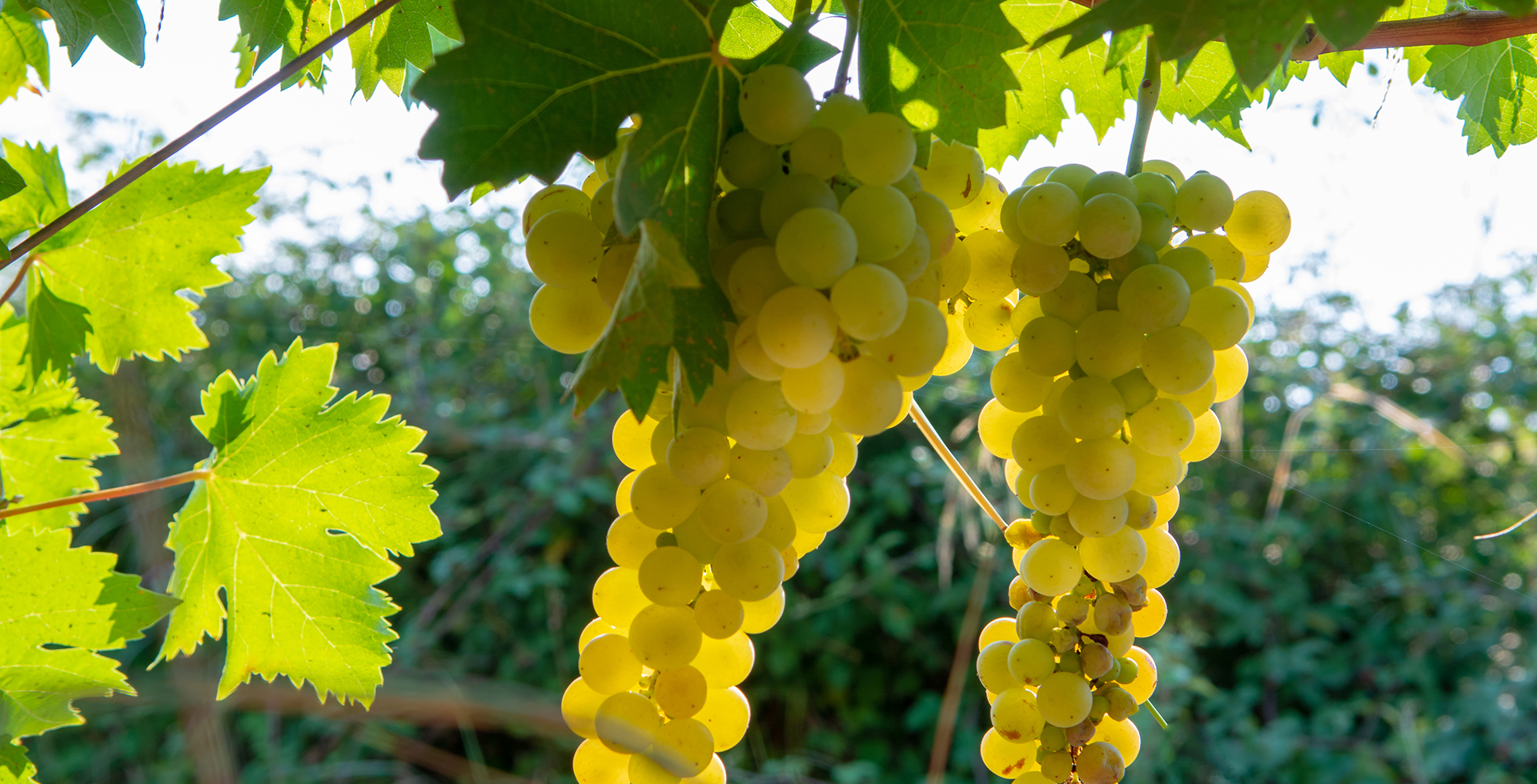 Ripe white wine grapes plants on vineyard in France, white ripe muscat grape new harvest close up